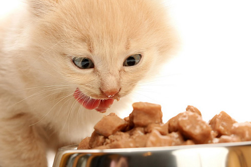 Как и чем правильно кормить кошку