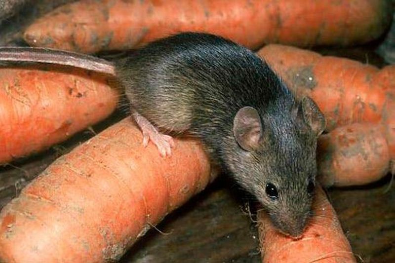 Почему крысы и мыши заводятся в доме и как от них избавиться