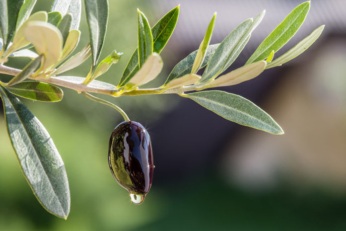 Лечебные свойства листьев оливы
