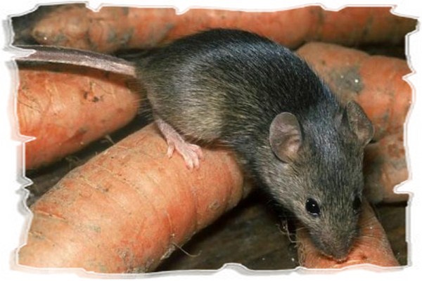 Как можно избавиться от мышей и крыс