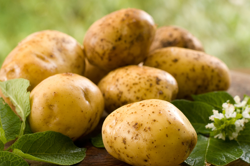 Где «родилась» картошка