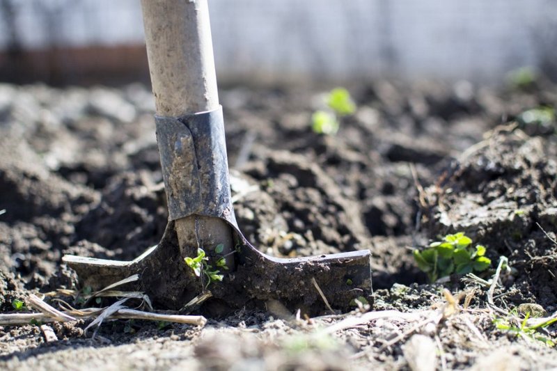 Надо ли перекапывать почву под кустами и деревьями?