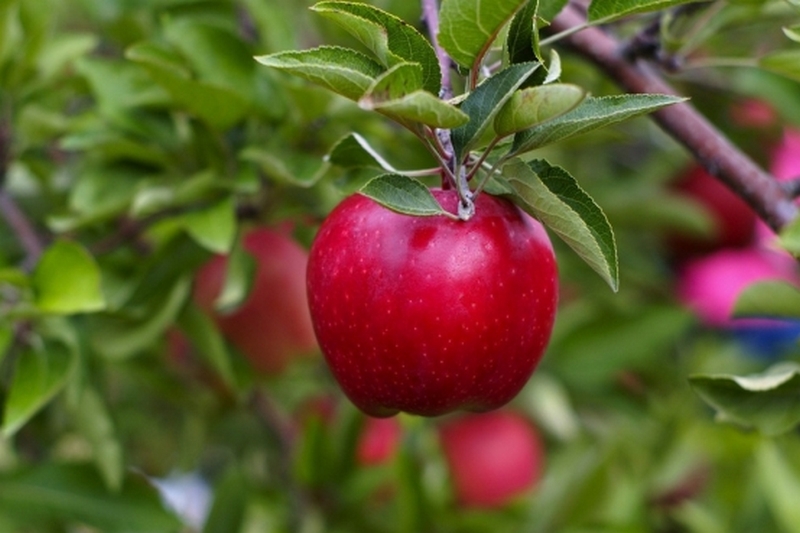 Когда правильно сажать яблоню?