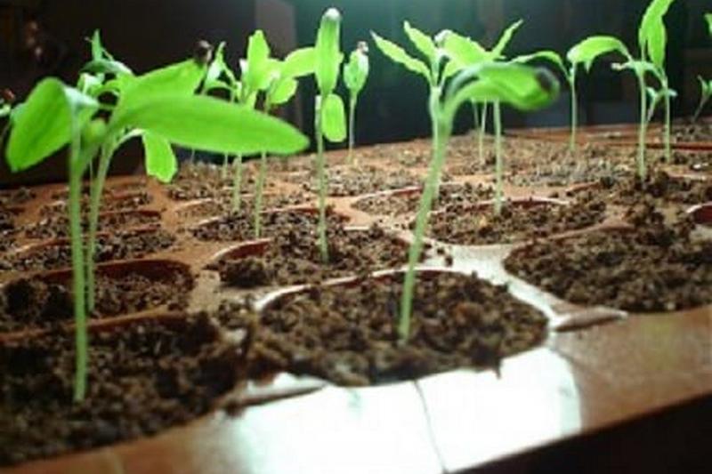 Выращивание рассады баклаажанов