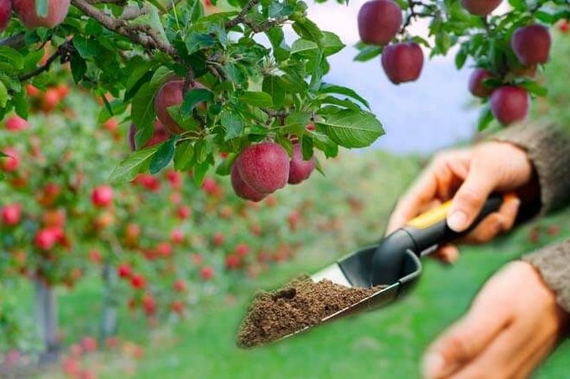 Как правильно подкармливать яблоню
