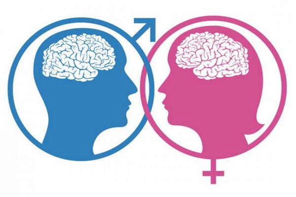 20 отличий мозга мужчин от мозга женщин