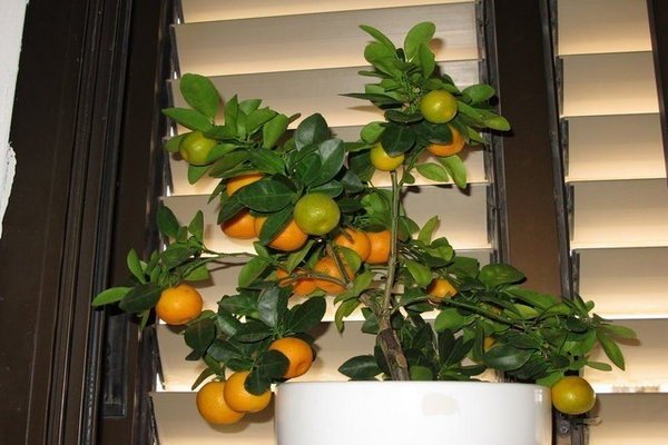 Как вырастить мандарин из косточки в домашних условиях.