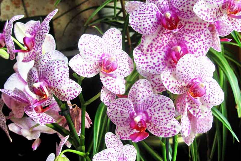 Орхидея Фаленопсис. Выращивание в домашних условиях и уход