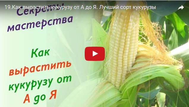 Как выращивать кукурузу?