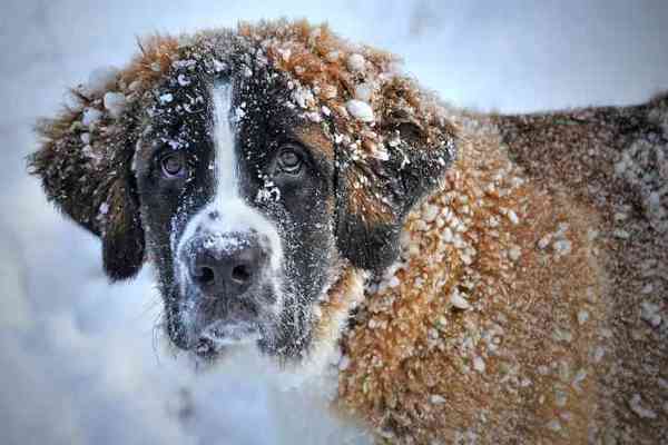 Как ухаживать за собакой зимой
